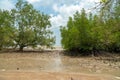 Tropical mangrove forest trees at low tide water beach, Endau, Malaysia Royalty Free Stock Photo