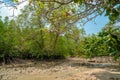 Tropical mangrove forest trees, roots, pneumatophores and aerial roots at low tide water beach, Endau, Malaysia Royalty Free Stock Photo