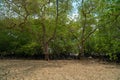 Tropical mangrove forest trees, roots, pneumatophores and aerial roots at low tide water beach, Endau, Malaysia Royalty Free Stock Photo