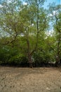 Tropical mangrove forest trees, roots, pneumatophores and aerial roots at low tide water beach, Endau, Malaysia Royalty Free Stock Photo