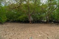 Tropical mangrove forest trees, roots, pneumatophores and aerial roots at low tide water beach, Endau, Malaysia Royalty Free Stock Photo