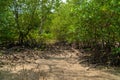 Tropical mangrove forest trees, roots, pneumatophores and aerial roots at low tide water beach, Endau, Malaysia Royalty Free Stock Photo