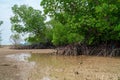 Tropical mangrove forest trees, roots, pneumatophores and aerial roots at low tide water beach, Endau, Malaysia Royalty Free Stock Photo