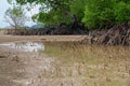 Tropical mangrove forest trees, roots, pneumatophores and aerial roots at low tide water beach, Endau, Malaysia Royalty Free Stock Photo