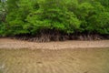 Tropical mangrove forest trees, roots, pneumatophores and aerial roots at low tide water beach, Endau, Malaysia Royalty Free Stock Photo