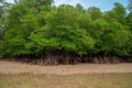 Tropical mangrove forest trees, roots, pneumatophores and aerial roots at low tide water beach, Endau, Malaysia Royalty Free Stock Photo