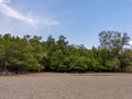 Tropical mangrove forest trees, roots, pneumatophores and aerial roots, view from the sandy beach at a low tide period Royalty Free Stock Photo