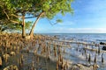 Tropical mangrove tree in golden light as tide rises
