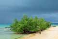 Tropical mangrove trees