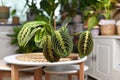 Tropical `Maranta Leuconeura Fascinator` houseplant with leaves with exotic red stripe pattern on table Royalty Free Stock Photo