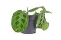 Tropical `Maranta Leuconeura Kerchoveana Variagata` houseplant with spotted leaves in flower pot on white background Royalty Free Stock Photo