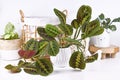 Tropical `Maranta Leuconeura Tropical `Maranta Leuconeura Fascinator` houseplant Royalty Free Stock Photo