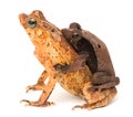 Tropical mating toads Royalty Free Stock Photo