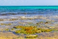 Tropical mexican beach cenote Punta Esmeralda Playa del Carmen Mexico Royalty Free Stock Photo