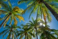 Tropical Miami palm trees with overhead sun