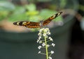 Tropical milkweed butterfly perched on a flower in the butterfly garden of the Fort Worth Botanic Gardens. Royalty Free Stock Photo