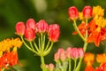 Tropical milkweed flower Royalty Free Stock Photo
