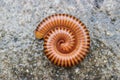 Tropical millipede on the Floor close up in natural