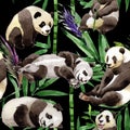 Tropical mix bamboo tree and panda pattern in a watercolor style. Royalty Free Stock Photo