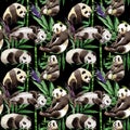 Tropical mix bamboo tree and panda pattern in a watercolor style. Royalty Free Stock Photo