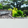 Tropical mocking bird resting on the wall square composition