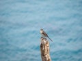 Tropical mockingbird, Mimus gilvus. CuraÃÂ§ao, Lesser Antilles, Caribbean