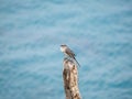Tropical mockingbird, Mimus gilvus. CuraÃÂ§ao, Lesser Antilles, Caribbean