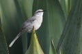 Tropical Mockingbird (Mimus gilvus rostratus) Royalty Free Stock Photo