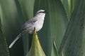 Tropical Mockingbird (Mimus gilvus rostratus) Royalty Free Stock Photo