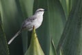 Tropical Mockingbird (Mimus gilvus rostratus) Royalty Free Stock Photo