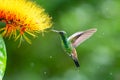 A tropical Monkey brush flower, Combretum, and a Copper-rumped hummingbird, Amazilia tobaci. Royalty Free Stock Photo