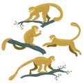 Tropical monkeys on the branches. Set isolated on white background. Vector graphics Royalty Free Stock Photo