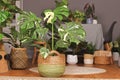 Tropical `Monstera Deliciosa Thai Constellation` houseplant with beautiful white sprinkled varigated leaves in basket flower pot