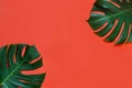 Tropical monstera leaf on a coral red background Royalty Free Stock Photo