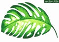 Tropical monstera leaf