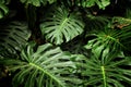 Tropical monstera leaf texture, foliage nature green background Royalty Free Stock Photo