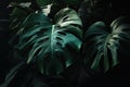 Tropical Monstera Leaves in Cinematic Green Hues Botanical Illustration and Nature Photography