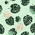 Tropical monstera leaves. Pattern with green , beige leaf of Alocasia. Exotic rapport for textile, fabric concept