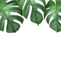 Tropical Monstera leaves plant foliage nature background mockup template. 3D Rendering