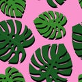 Tropical monstera leaves seamless pattern on pink background. Green palm leaves background. Royalty Free Stock Photo