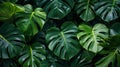 Tropical Monstera and Philodendron Leaves in Lush Forest Environment