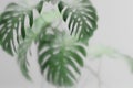 Tropical monstera plant behind frosted glass. Abstract botanical background with green foliage. Asian indoor garden with palm tree Royalty Free Stock Photo