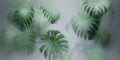 Tropical monstera plant behind reeded glass panel. Abstract botanical background with green foliage. Greenhouse architecture