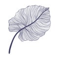 Tropical monstera single leaf in modern linear style. Hand drawn exotic summer leaf illustration.