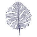 Tropical monstera single leaf in modern linear style. Hand drawn exotic summer leaf illustration.