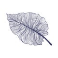 Tropical monstera single leaf in modern linear style. Hand drawn exotic summer leaf illustration.