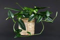 Tropical `Monstera Standleyana`, also called `Philodendron Cobra` house plant with narrow dark green leaves with white variegation