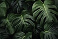 Tropical Monsterra leaf jungle. Generate Ai