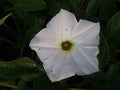 White moonflower