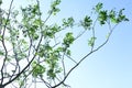 Moringa tree on blue sky background. Royalty Free Stock Photo